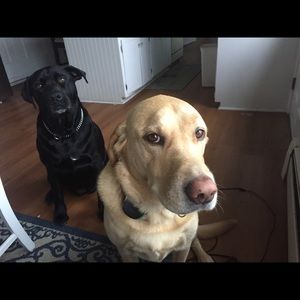 Meet your Posher, Gina